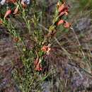 Image de Esterhazya macrodonta (Cham.) Benth.