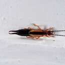 Image of Lined Earwig