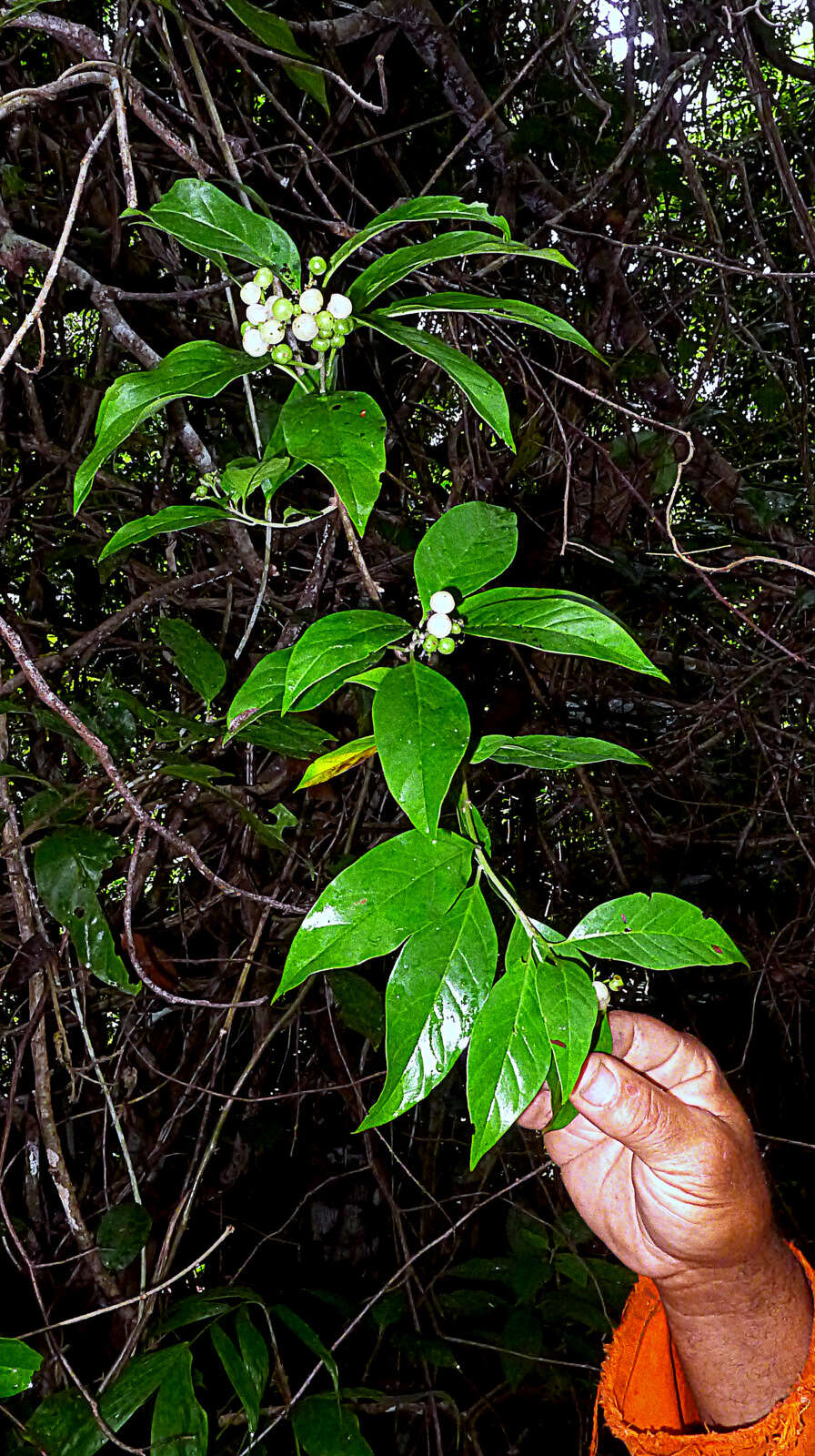 Imagem de Tournefortia bicolor Sw.