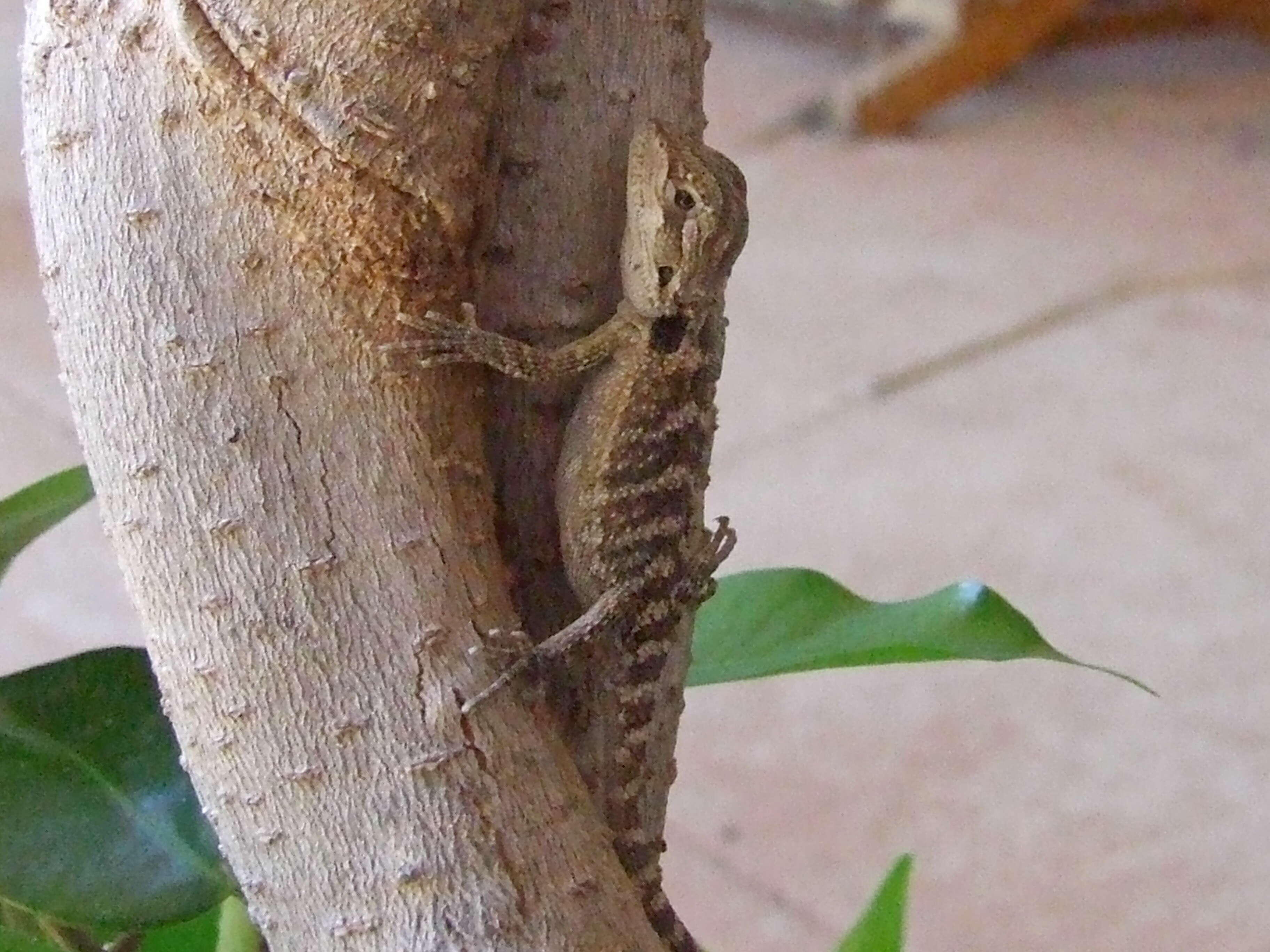 Image of agamid lizards