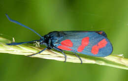 Image of six-spot burnet