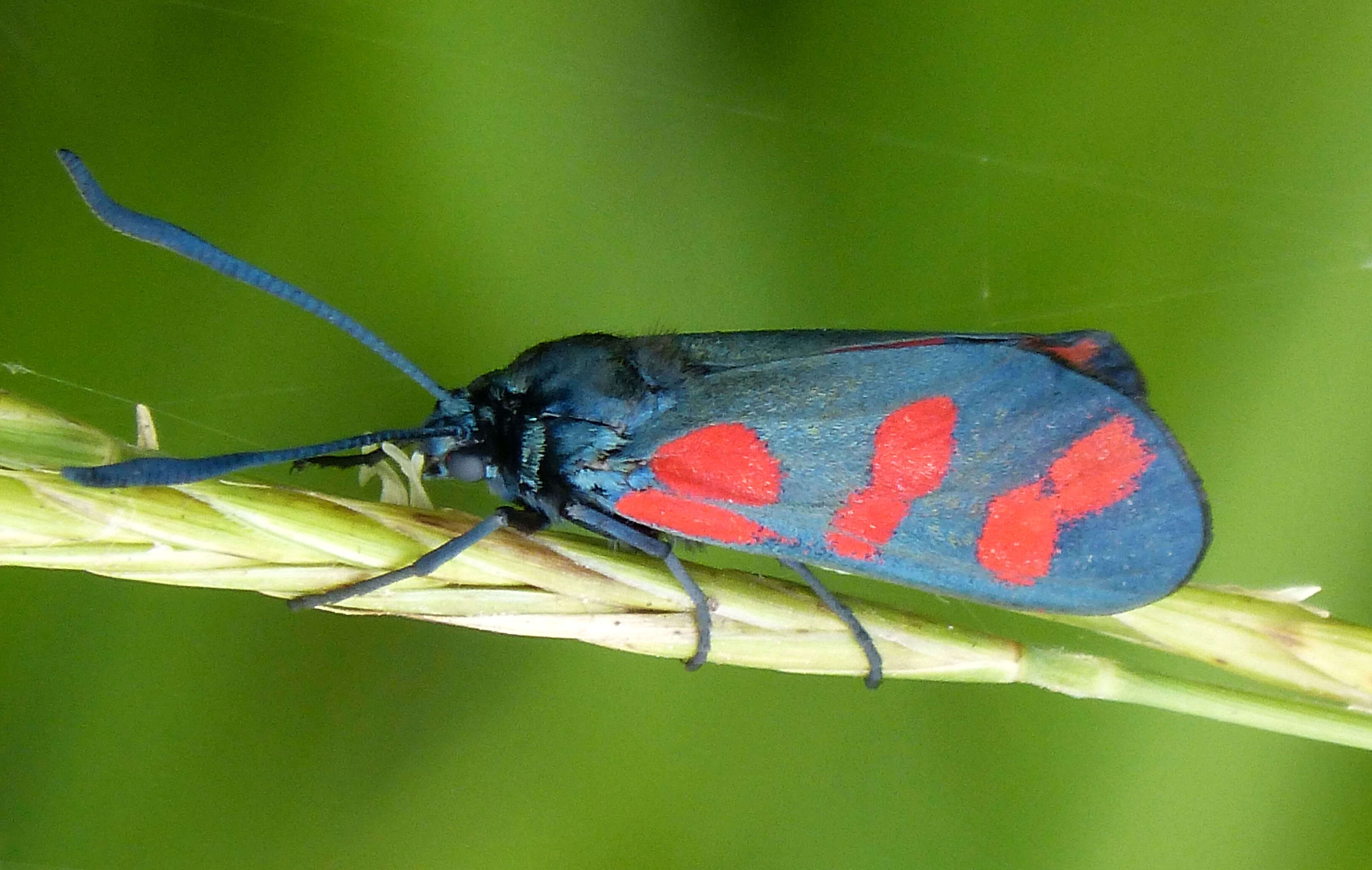 Image of six-spot burnet