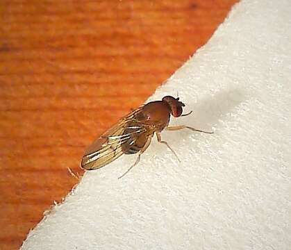 Image of fruit fly