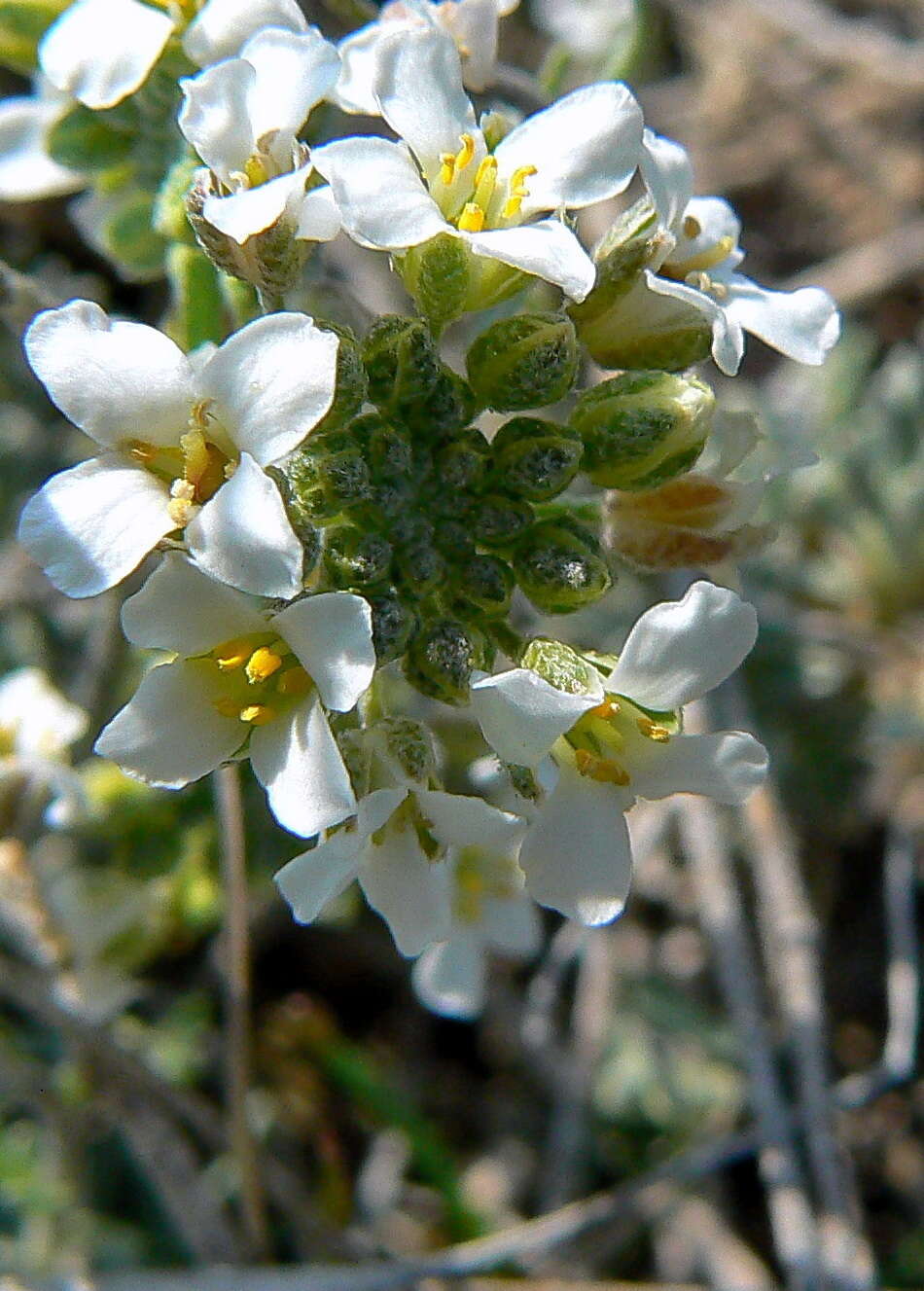 Image de Hormathophylla lapeyrousiana (Jord.) P. Küpfer