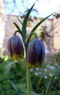 Image of fritillaries