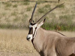 Image of Gemsbok