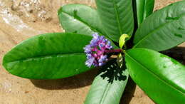 Image of Rubiaceae