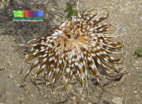 Image of ceriantharian anemones