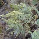 Imagem de Artemisia thuscula Cav.