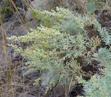 Image of Artemisia thuscula Cav.