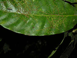 Sivun Tabernaemontana amygdalifolia Jacq. kuva