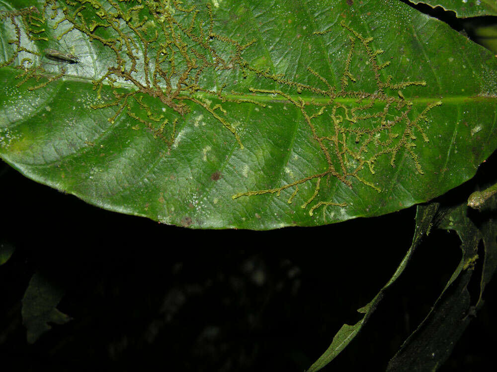 Imagem de Tabernaemontana amygdalifolia Jacq.