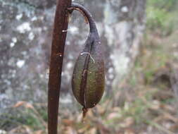 Image of Dendrobium linguiforme Sw.