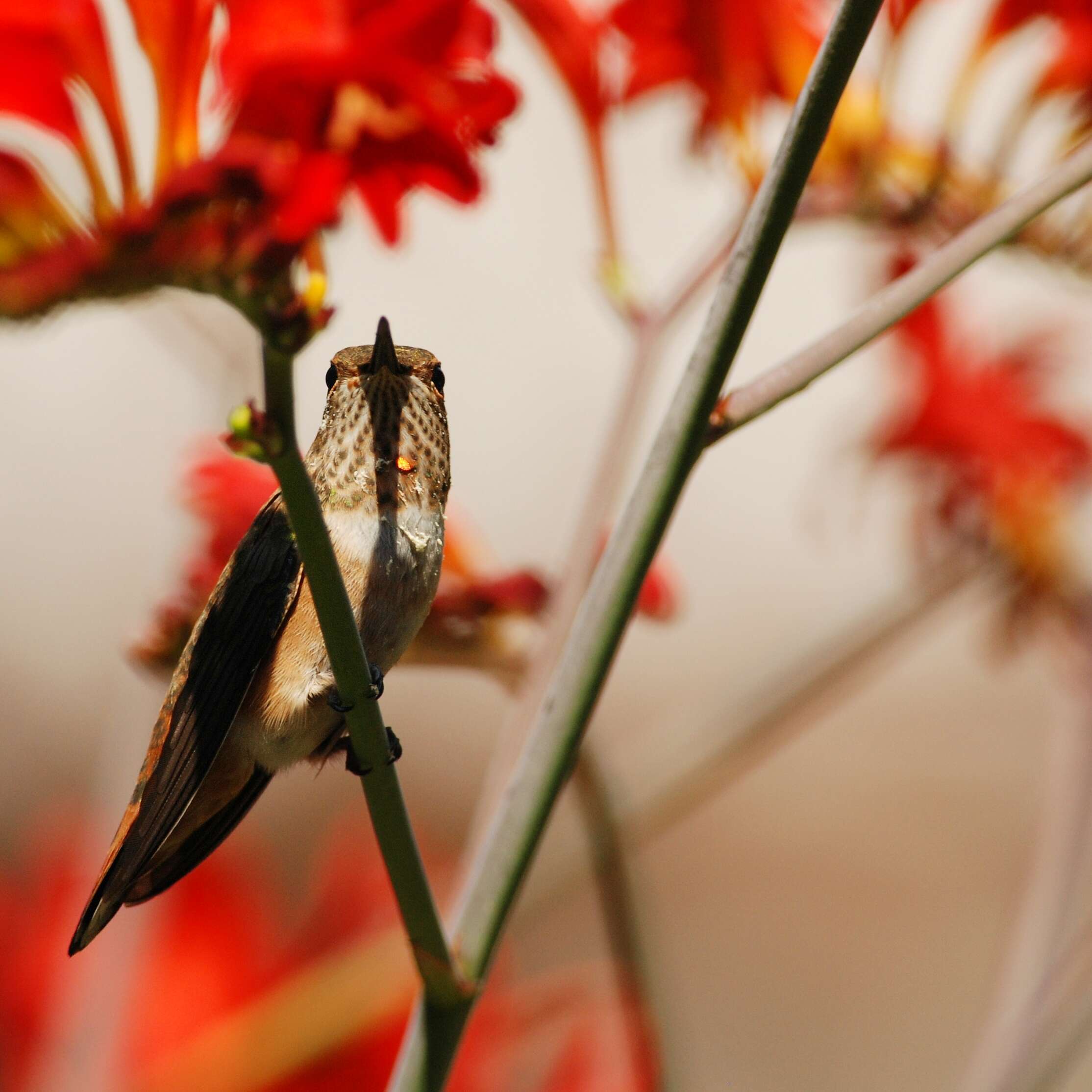 Image de Colibri roux