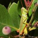 Image of Yarrow's Grasshopper