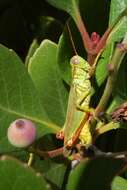 Image of Yarrow's Grasshopper