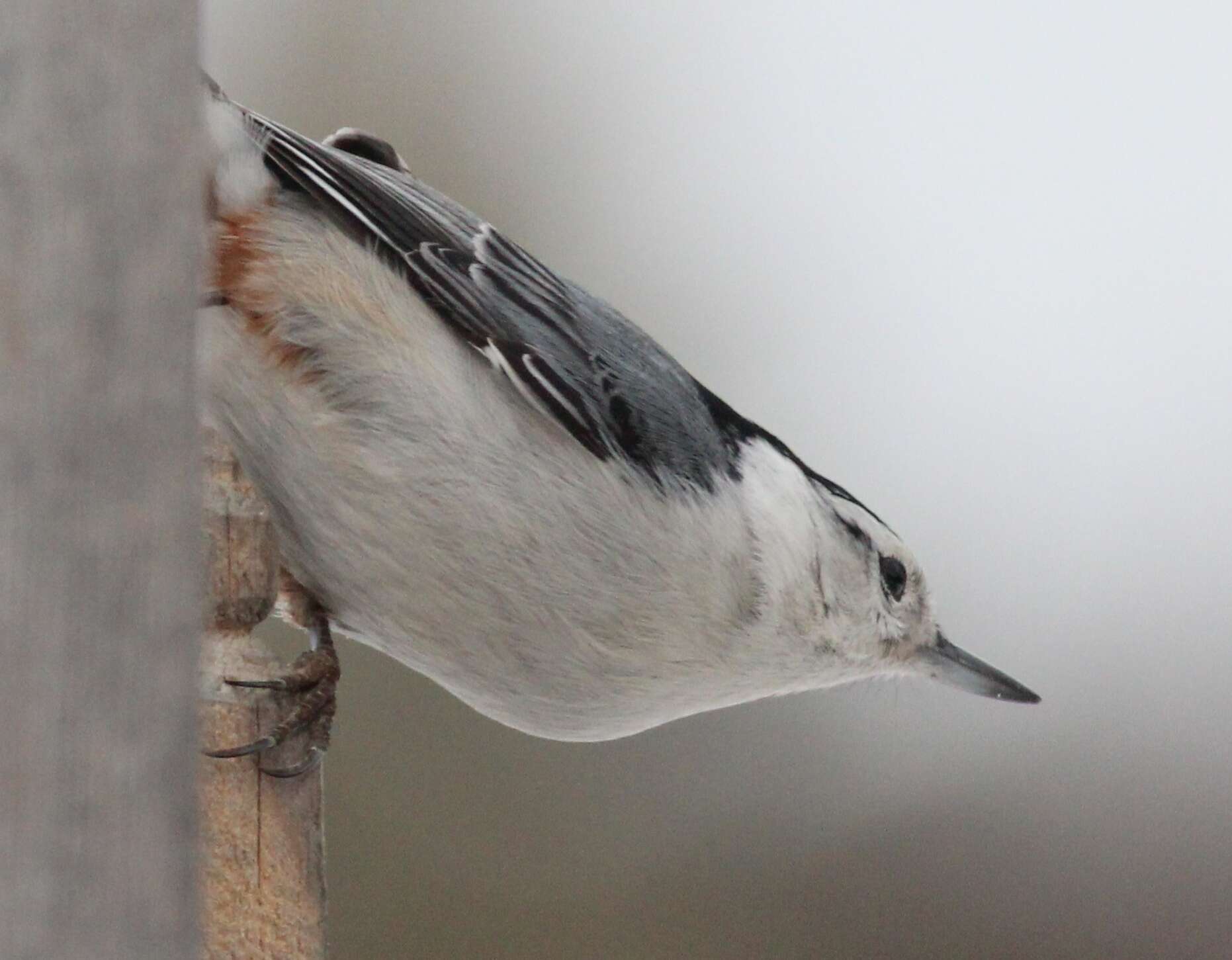 Image of nuthatches and relatives