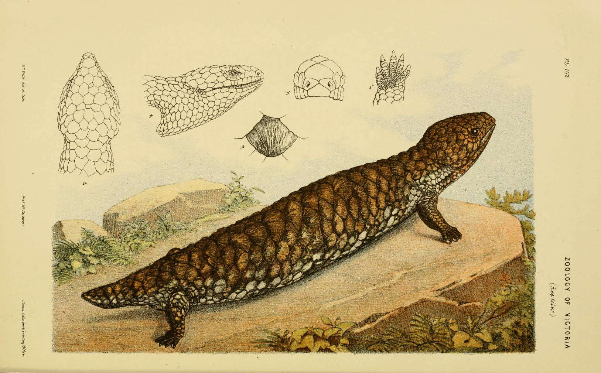 Image de Tiliqua Gray 1825