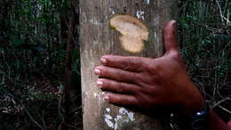 صورة Schefflera morototoni (Aubl.) Maguire, Steyerm. & Frodin