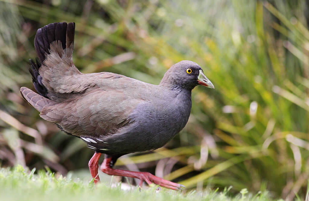 Image of Black-tailed Native-hen