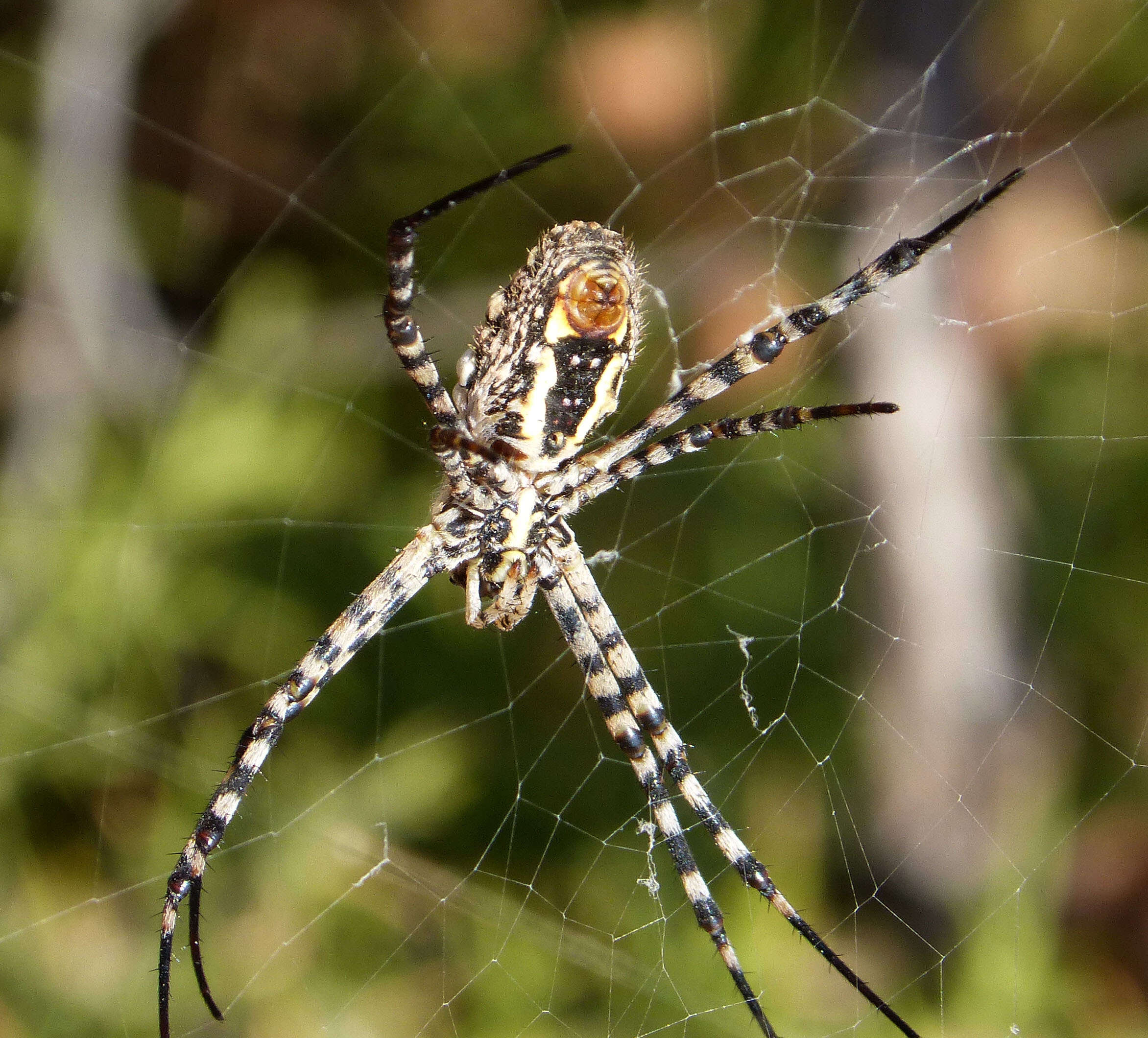 Imagem de Argiope bruennichi (Scopoli 1772)