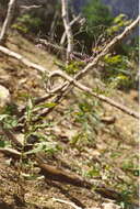 Image of rattlesnakeroot