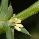 Image of prickly saltwort