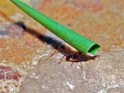 Image of Leaf-cutter ant