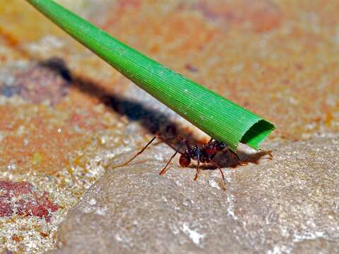 Image of Leaf-cutter ant