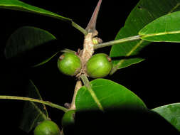 Image of Ficus paraensis (Miq) Miq.