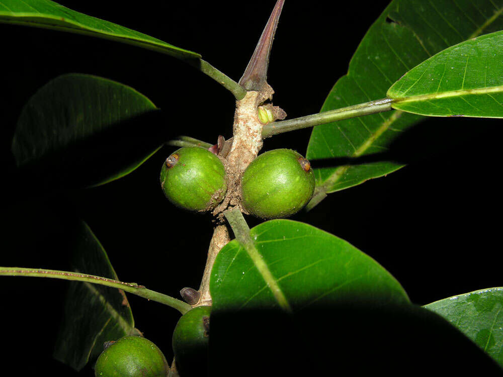 Imagem de Ficus paraensis (Miq) Miq.