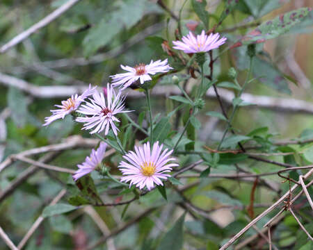 Image of climbing aster