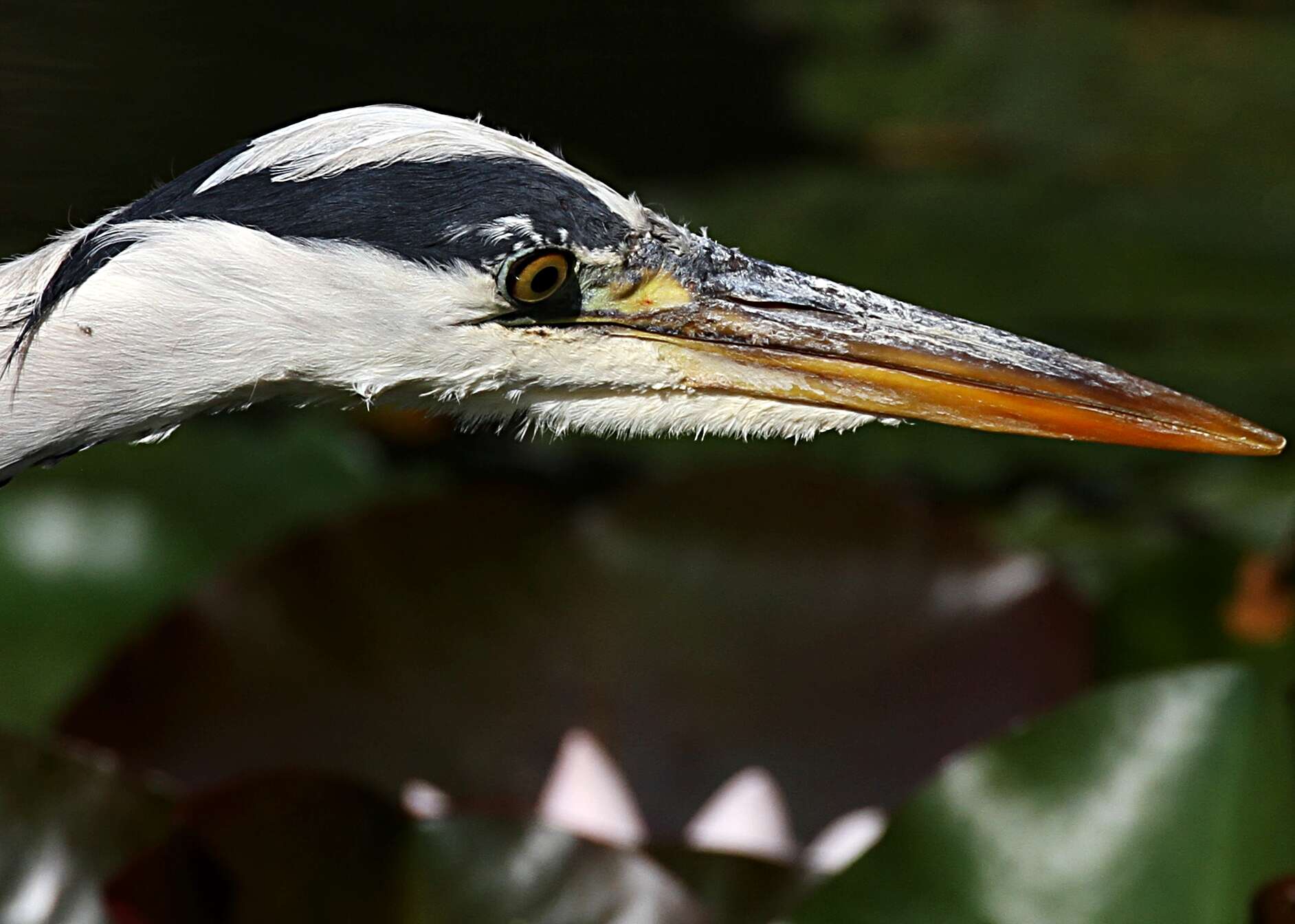 Image of Grey Heron