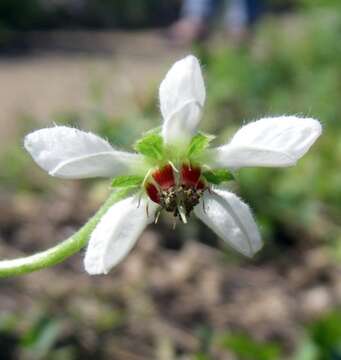 Image of Blumenbachia