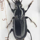 Image of Pterostichus (Pseudomaseus) anthracinus (Illiger 1798)