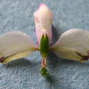 Image of Asemeia ovata (Poir.) J. F. B. Pastore & J. R. Abbott