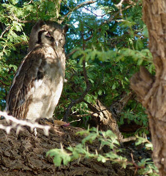 Image of Eagle-owls