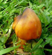 Image de Hygrocybe