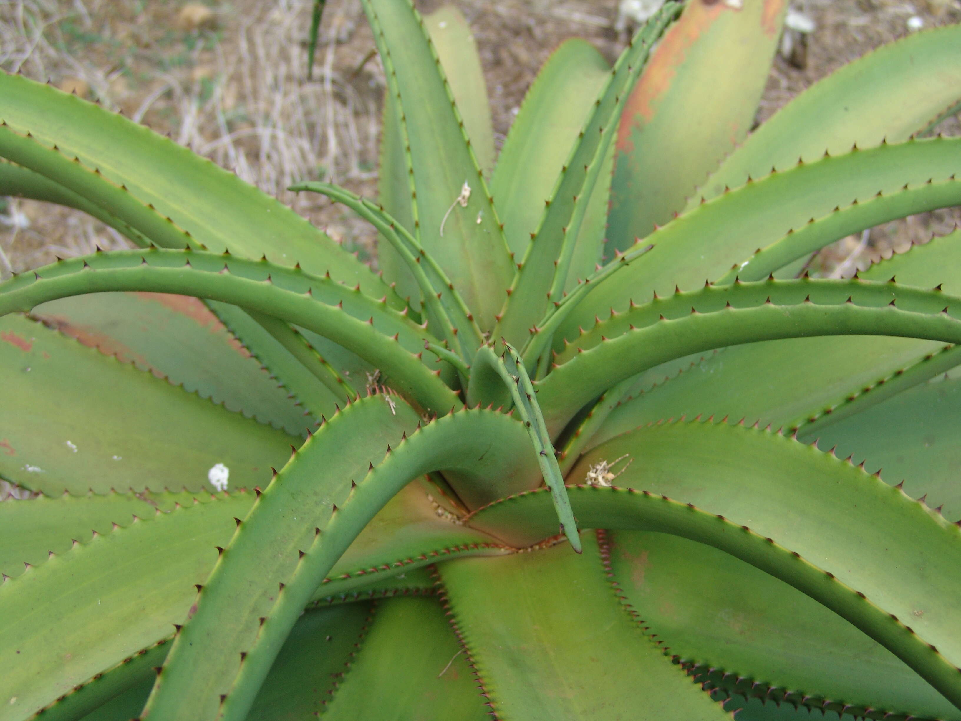 Image of Aloe