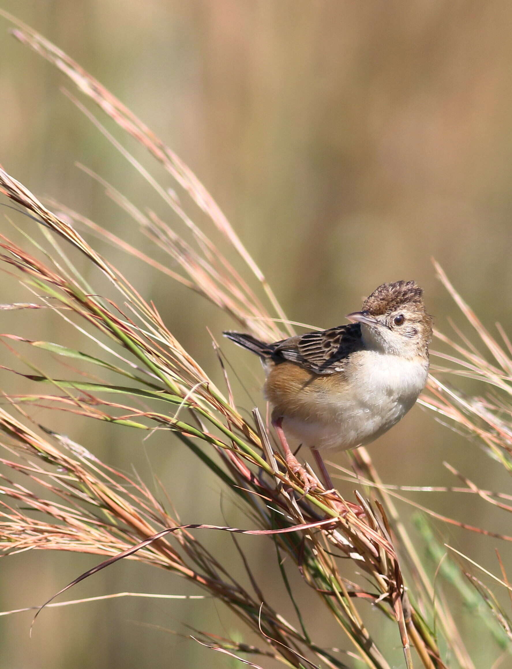 Image of Fan-tailed Cisticola