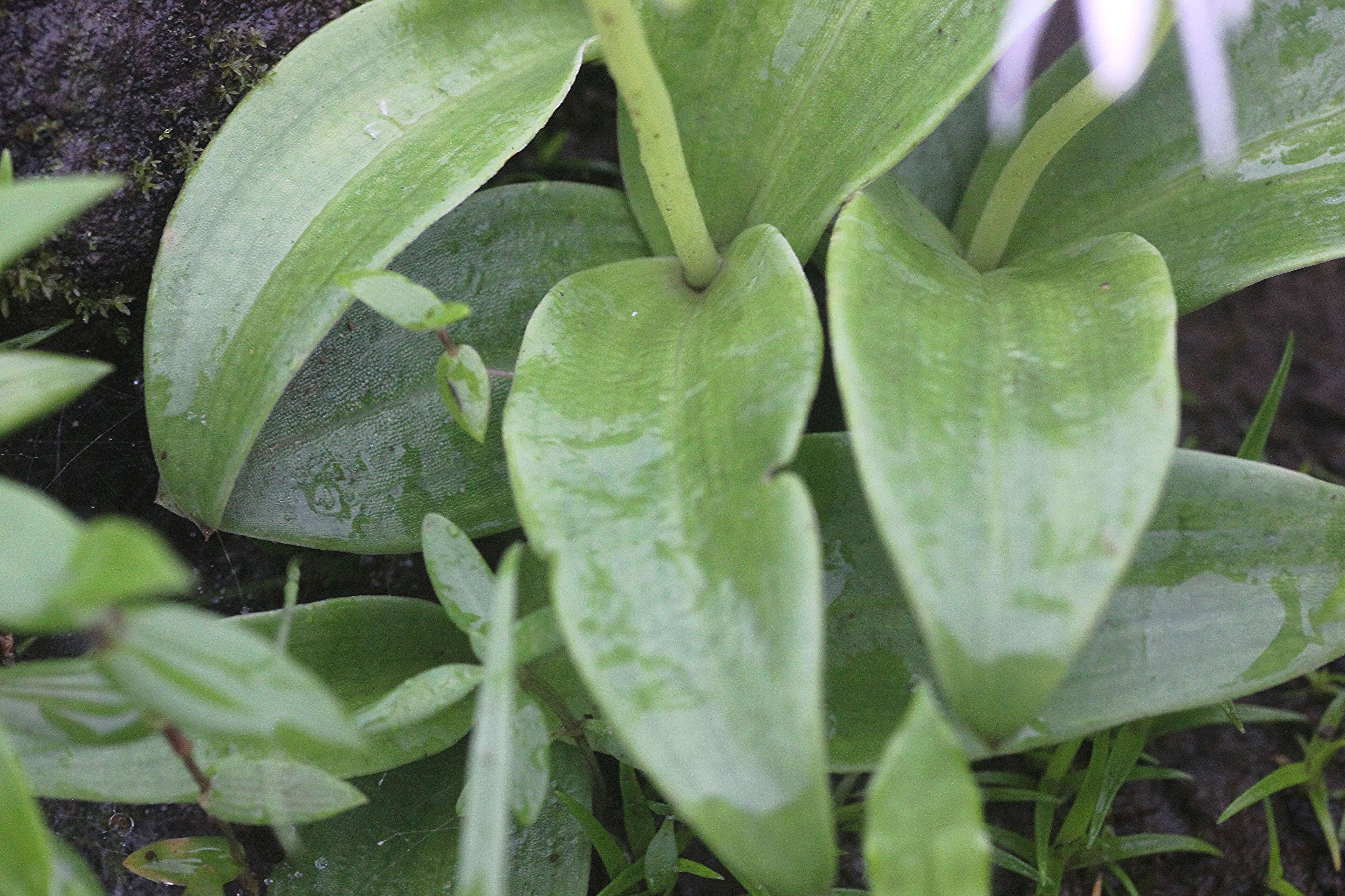 Image of Habenaria rariflora A. Rich.