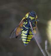 Image of Buprestis sanguinea Fabricius 1798