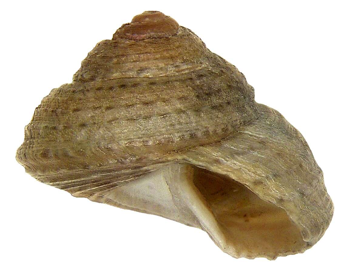 Image of Steromphala Gray 1847