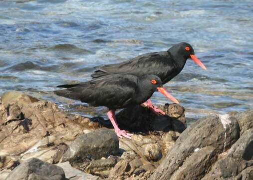 Image of African Black Oystercatcher