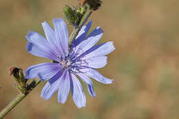 Image of chicory