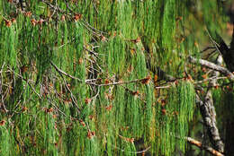 Image of Lumholtz's Pine