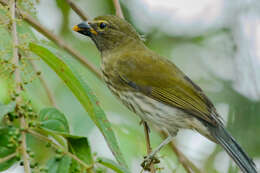 صورة Saltator striatipectus Lafresnaye 1847