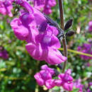 Image of Salvia muelleri Epling
