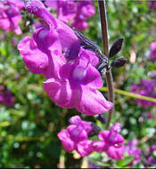 Imagem de Salvia muelleri Epling