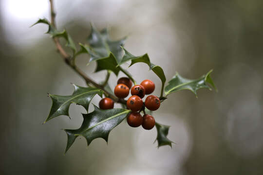 Image of English holly